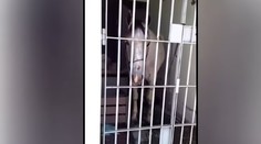 Kůň kopl do auta, za nebezpečné jednání skončil za mřížemi! VIDEO