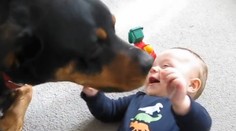 KRÁSNÉ VIDEO: Rotvajler chce sežrat miminko samou láskou!