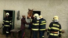Záchrana koně zaklíněného v okně! Na pomoc přijeli hasiči