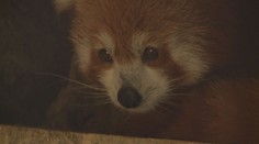 Plzeňská zoo se raduje! Po jedenácti dnech našli chlupáče na útěku