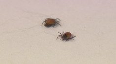 Klíšťat bude letos hodně. Nakazit vás můžou až osmi nemocemi