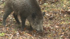 Ženu ve Zlíně napadl divočák. Skončila zraněná v nemocnici