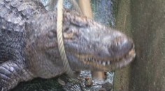 Aligátoři z ústecké zoo se chystají na zimu