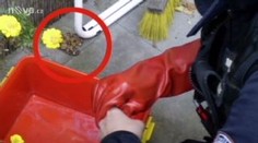 Zlínští strážníci chytili v cukrárně hroznýše