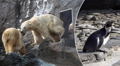Tučňáci v pražské zoo přimrzají k zemi! Musí je odsekávat!