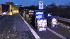 Na D1 se převrátil kamion s drůbeží! Tisíc kuřat nepřežilo