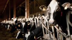 Do Evropy se má z Ruska dostávat kontaminované jídlo. Prý tají obří epidemii