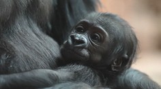 Veřejnost rozhodla. Gorilí mládě v pražské zoo už má jméno, kmotrem je slavný youtuber