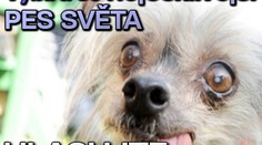 Nejošklivější pes světa je mrtev. Ať žije nejošklivější pes světa! HLASUJTE