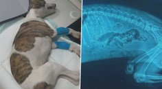 Rodině někdo přelezl plot a umlátil k smrti štěňata. Poslední bojuje o život, pláče Věra