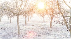 VÝSTRAHA: Meteorologové varují před mrazem. Může poškodit ovocné stromy