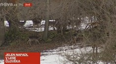 Jelen napadl muže u Opavy! S vážným zraněním ho odvezl vrtulník