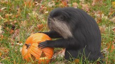 Ostravská zoologická zahrada se obrací na farmáře. Žádá o přebytky dýní