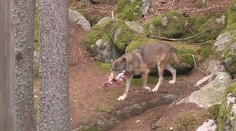 Vlci dělají problémy českým chovatelům ovcí. Roztrhali několik stád