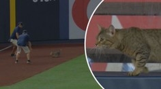 VIDEO: Baseballové utkání přerušil roztomilý zvířecí návštěvník