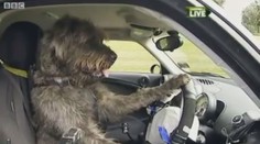 Pes se naučil řídit auto! To musíte vidět