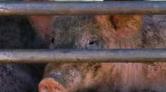 Vir Ebola-Reston u prasat děsí vědce. Snad to není tikající bomba, říká epidemiolog