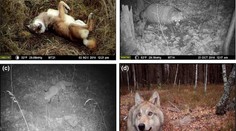 Překvapivé zjištění: Příroda po katastrofě v Černobylu vzkvétá