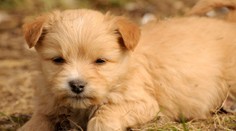 Chcete si pořídit pejska? Na tohle si dejte při vybírání na internetu pozor!