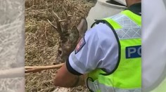 Policista skočil po srnci, aby nevběhl na dálnici. Zvíře mu parohy probodlo paži
