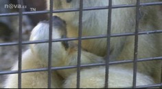 Nádhera! V ostravské zoo mají mládě gibona