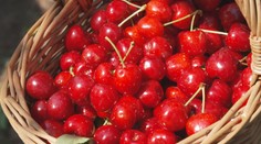 Startují samosběry třešní. Oproti supermarketu výrazně ušetříte