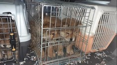 Celníci zachránili z kufru auta štěňata. V klecích se jich mačkalo jedenáct