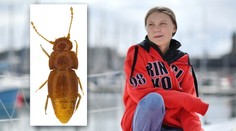 Nový druh brouka pojmenovali po Grétě. Není to kvůli podobě