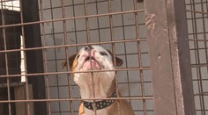 Muž venčil psa opilý, pitbul pokousal na hřišti dítě. Padl rozsudek!