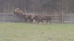 Metr a půl vysoký plot? Skoro tunová zvířata si s ním hravě poradila