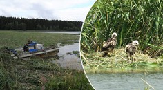 Ochránci zuří! Rybáři zničili hnízda vzácných ptáků, mláďata nepřežila