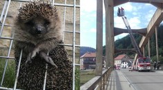 Ježek v kleci, šlofík na mostě. Kuriózní zásahy hasičů 2018