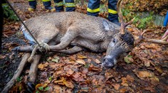 Hasiči zachránili vzácné zvíře. Jelenec běloocasý uvízl u rybníka