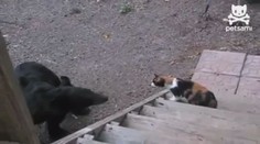 Odvážné kočky zahání hladové medvědy