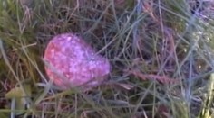 U Brna řádí travič psů, rozhazuje salámy plné špendlíků
