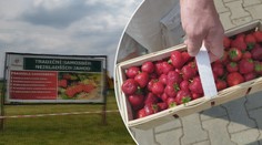 Jahody konečně dozrály a jsou opět dražší. Kolik stojí u vás? PŘEHLED