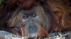 Ústecká zoo v slzách. Zemřel orangutan Ferda, nejstarší samec v Evropě