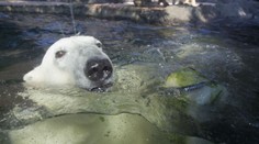 FOTO: V zoo krmili medvědy rybí zmrzlinou