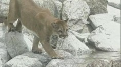 POZOR! Na jihu Moravy řádí zřejmě puma! Zaběhla sem ze Slovenska