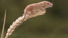 Přemnožení hlodavci ničí úrodu, zemědělci je chtějí trávit plošně