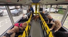 Kuriózní novinka v Evropě. Speciální autobus vozí jen čtyřnohé pasažéry
