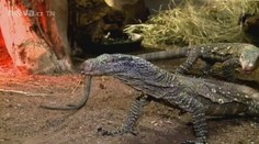 Podaří se zlínské zoo zachránit vzácné varany? Dorazila tam čtyři mláďata
