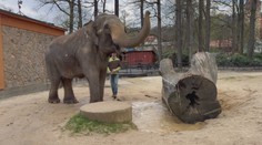 Liberecká zoo končí s chovem slonů. Samice Bala zamíří do Velké Británie