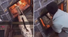 VIDEO: Koza sebevrahem? Zvíře skákalo do ohně, údajně kvůli bacilům