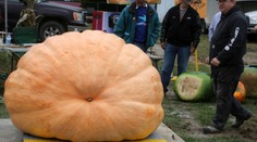 Učitel zahradnictví vypěstoval nejtěžší dýni Ameriky. Váží 1 162 kilo!