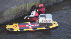 Bezvládná kráska ležela na hladině! Hasiči si vzali na pomoc paddleboard