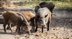Divočáci v Praze napadli a potrhali pejska. Byli jako tank, slyšela jsem pláč, říká Helena