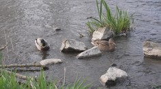 Sucho v Česku dosáhlo extrémního stavu. Vysychají řeky a hrozí požáry