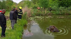Agresivní bobr u Ostravy napadl dívku a psa. Situace byla vážná