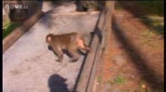 Opičáci z olomoucké ZOO jsou stále na útěku. Už skoro měsíc